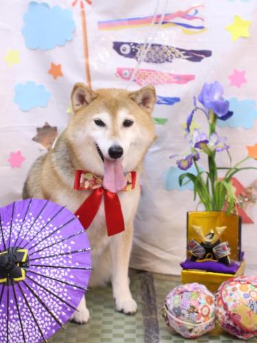 20240530こはるちゃん